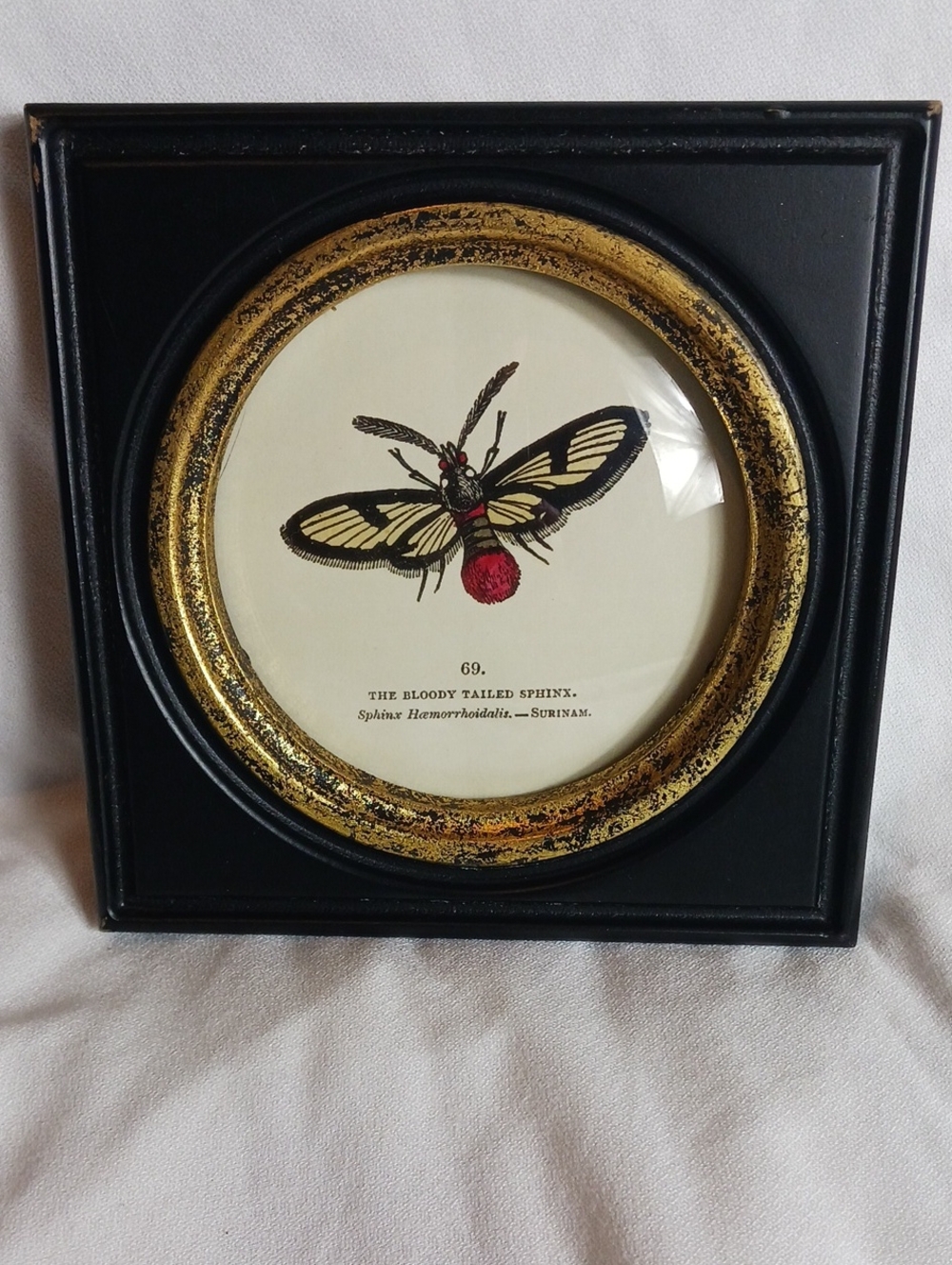 Framed Print of The Bloody Tailed Sphinx Beauty Moth Insect Vintage Style